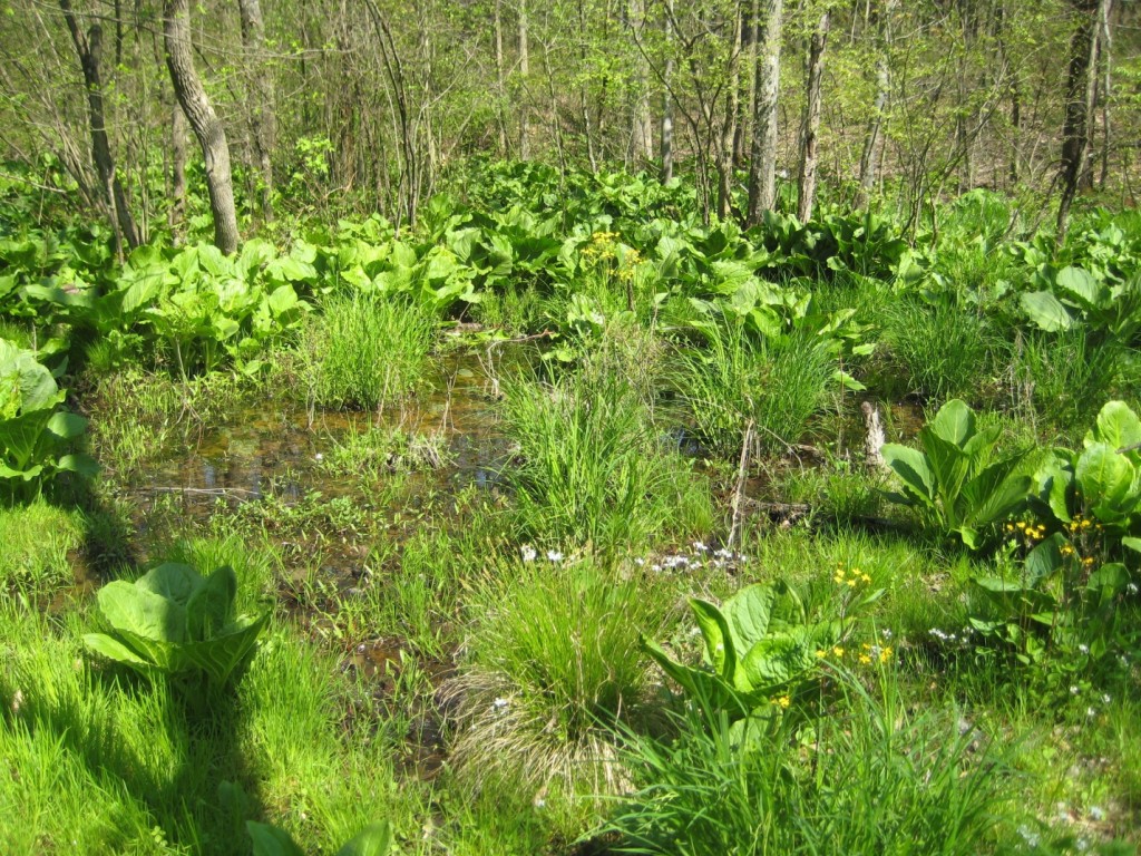 High Quality Forested Wetland in a River Floodplain