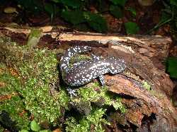 Ambystoma texanum