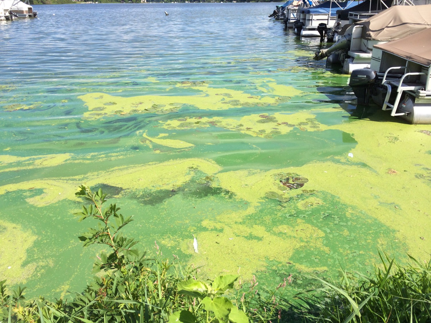 what-is-blue-green-algae-and-why-is-it-dangerous-aspca