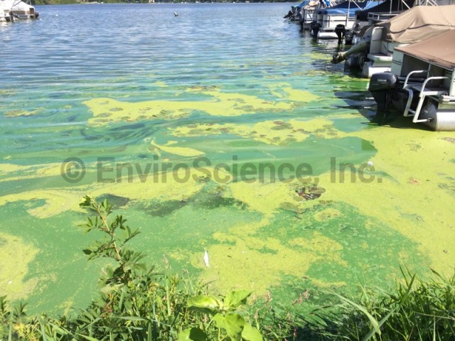 Harmful Algal Bloom - EnviroScience : EnviroScience