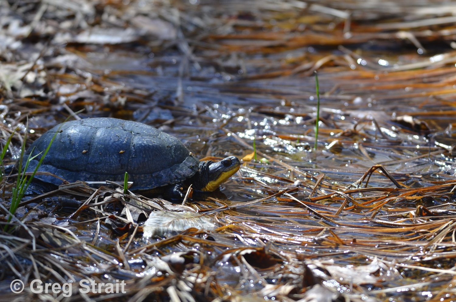 Ohio's Threatened Turtles Habitat Information and Project Options