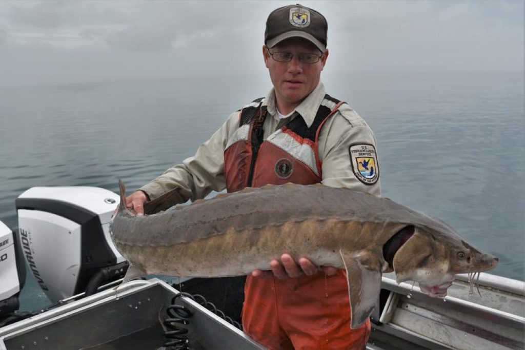 Usfws Presents 90-day Finding On Lake Sturgeon - Enviroscience 