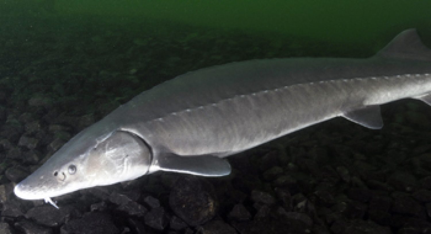 USFWS Presents 90-Day Finding on Lake Sturgeon - EnviroScience ...