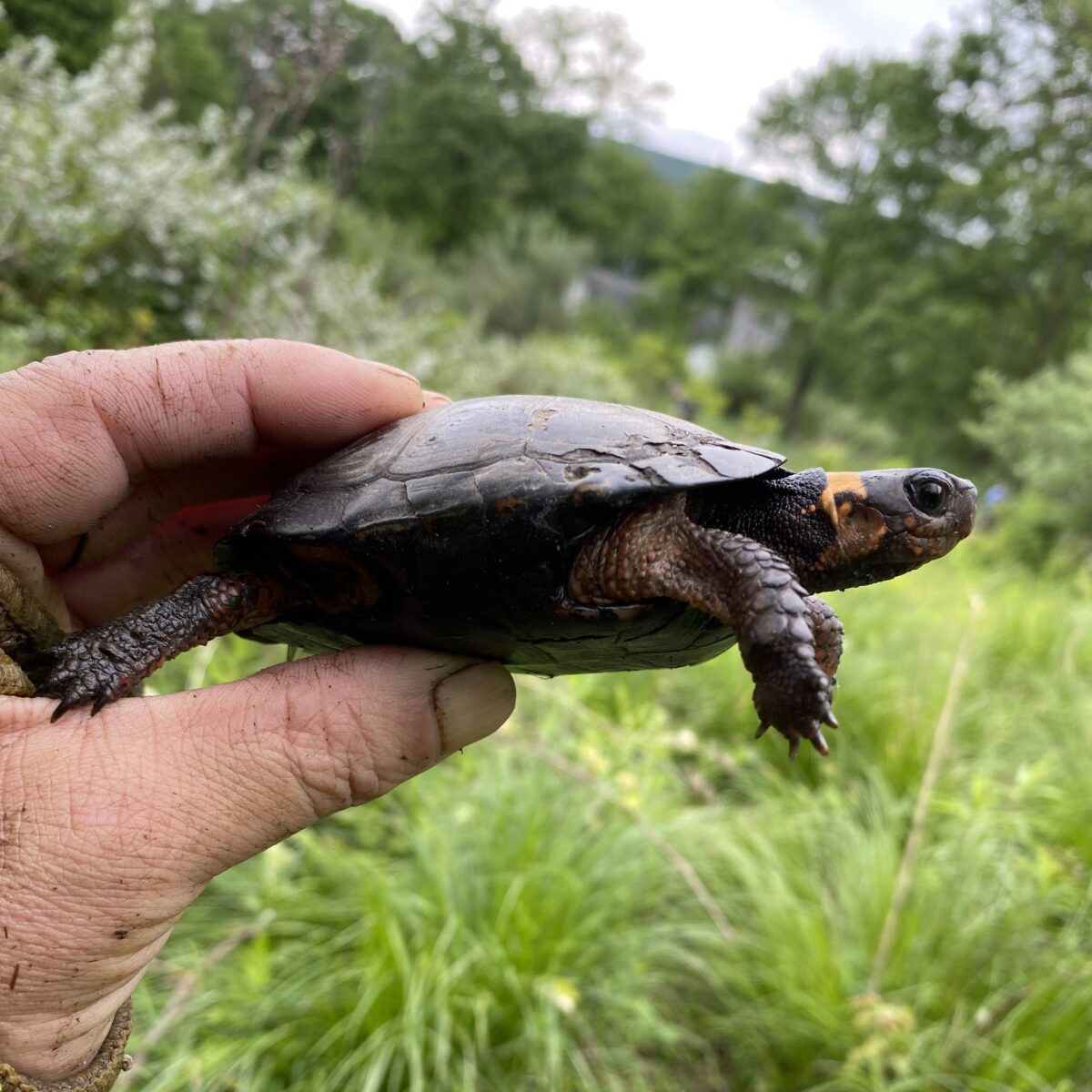 Threatened and Endangered Species Surveys | EnviroScience, Inc ...