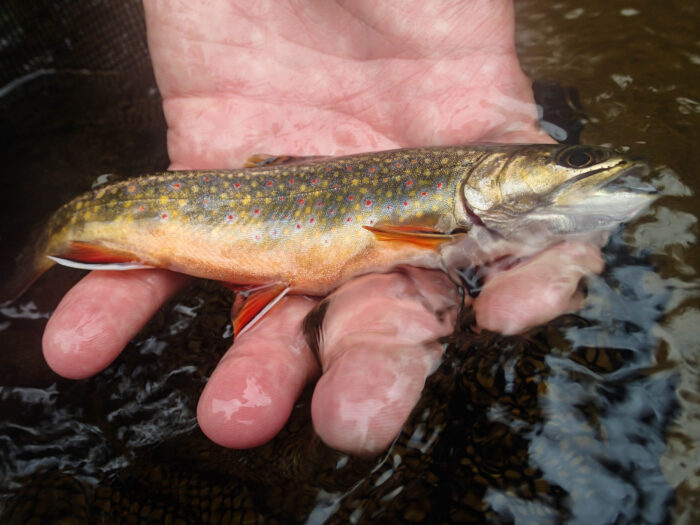 EnviroScience Biologist Collects Brooke Trout in Electrofishing Survey