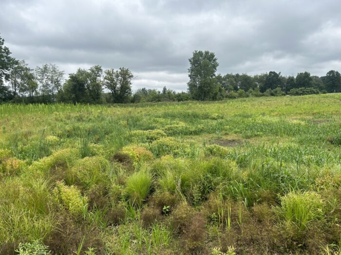 EnviroScience's Ecological Restoration Team Surveys the Land for ODOT's First Wetland Mitigation Bank