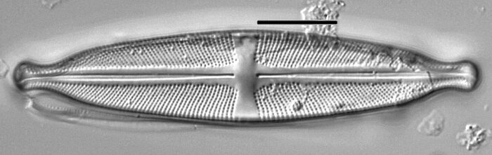 New Diatom Species Stauroneis Marginistriata Discovered by EnviroScience Diatom Taxonomist Kyle Scotese