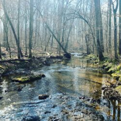 Entrust EnviroScience Experts to Help Navigate the Latest Ohio EPA Regulations on Wetlands and Streams