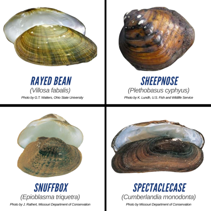 EnviroScience is at the forefront of endangered mussel conservation consulting