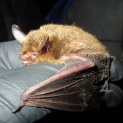 Federally Endangered Northern Long-eared Bat: USFWS Guidelines for ESA Compliance