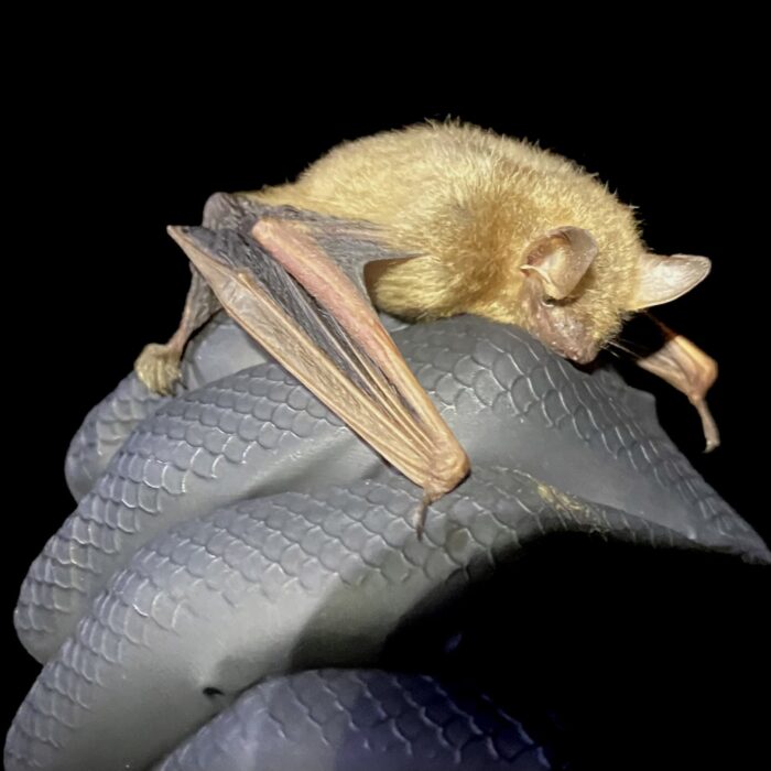 Proposed Endangered Tricolored Bat: USFWS Guidance for ESA Compliance