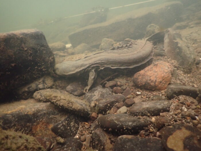 Eastern Hellbender as Captured by EnviroScience Herpetologist Stan Boder