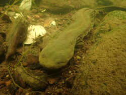 Eastern Hellbender as Captured by EnviroScience Herpetologist Stan Boder