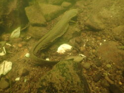 Eastern Hellbender as Captured by EnviroScience Herpetologist Stan Boder