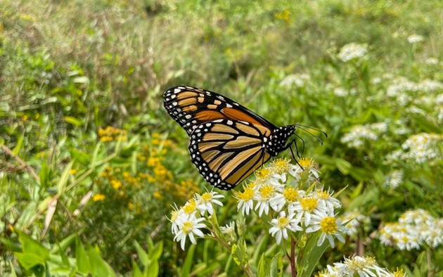 Monarch Butterfly Captured by EnviroScience GIS Operations Manager Anna Piazza