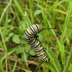 Monarch Butterfly Caterpillar Captured by EnviroScience Wetland Biologist Adam Behringer