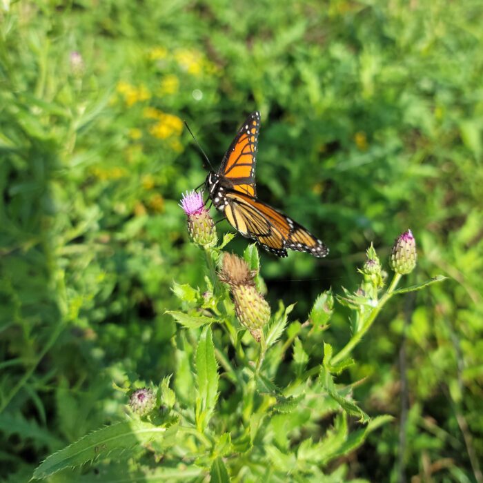 Monarch Butterfly Captured by EnviroScience Wetland Biologist Adam Behringer