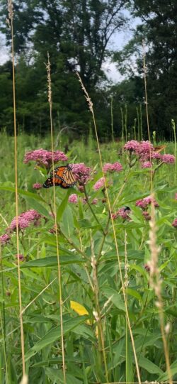 Monarch Butterfly Captured in Meadow by EnviroScience Wetland Biologist Adam Behringer