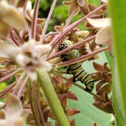 Monarch Butterfly Caterpillar Captured in Milkweed by EnviroScience Pollinator Biologist Carlyn Rocazella