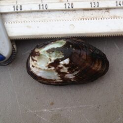 Endangered Rayed Bean Mussel Being Measured by Expert Malacologist During EnviroScience Mussel Survey