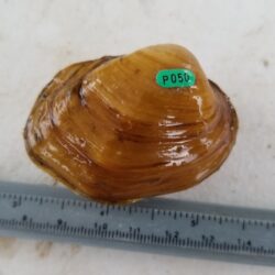 Endangered Sheepnose Mussel Being Measured by Expert Malacologist During EnviroScience Mussel Survey